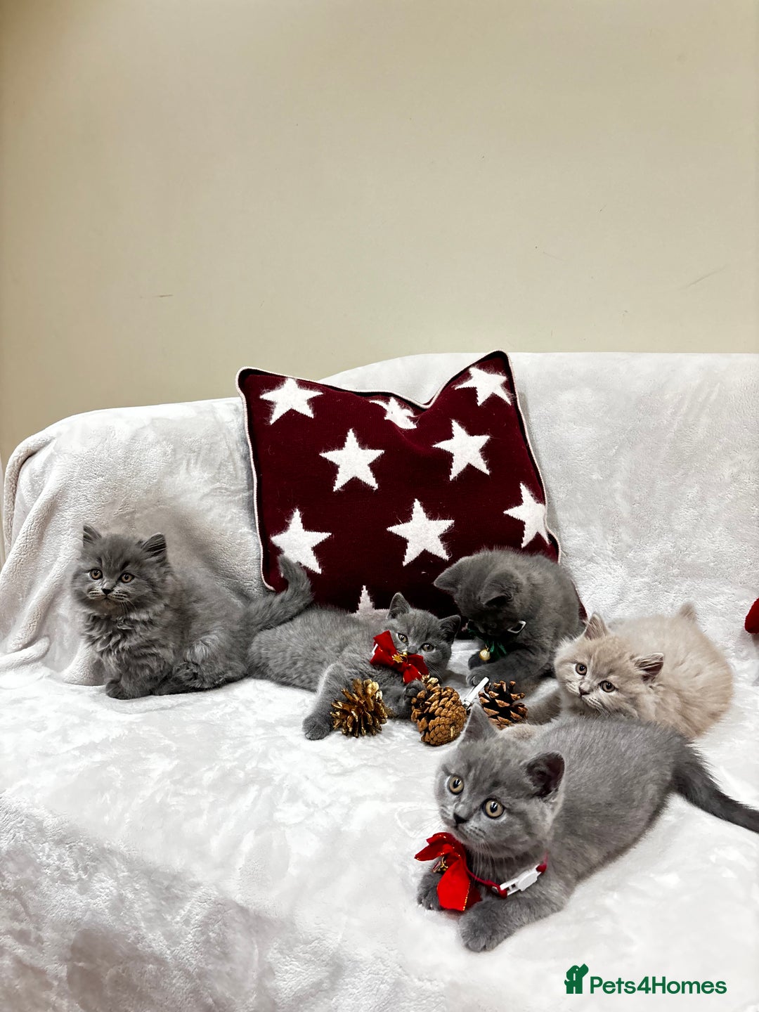British Shorthair cats for sale: British Shorthair Kittens - Advert 15