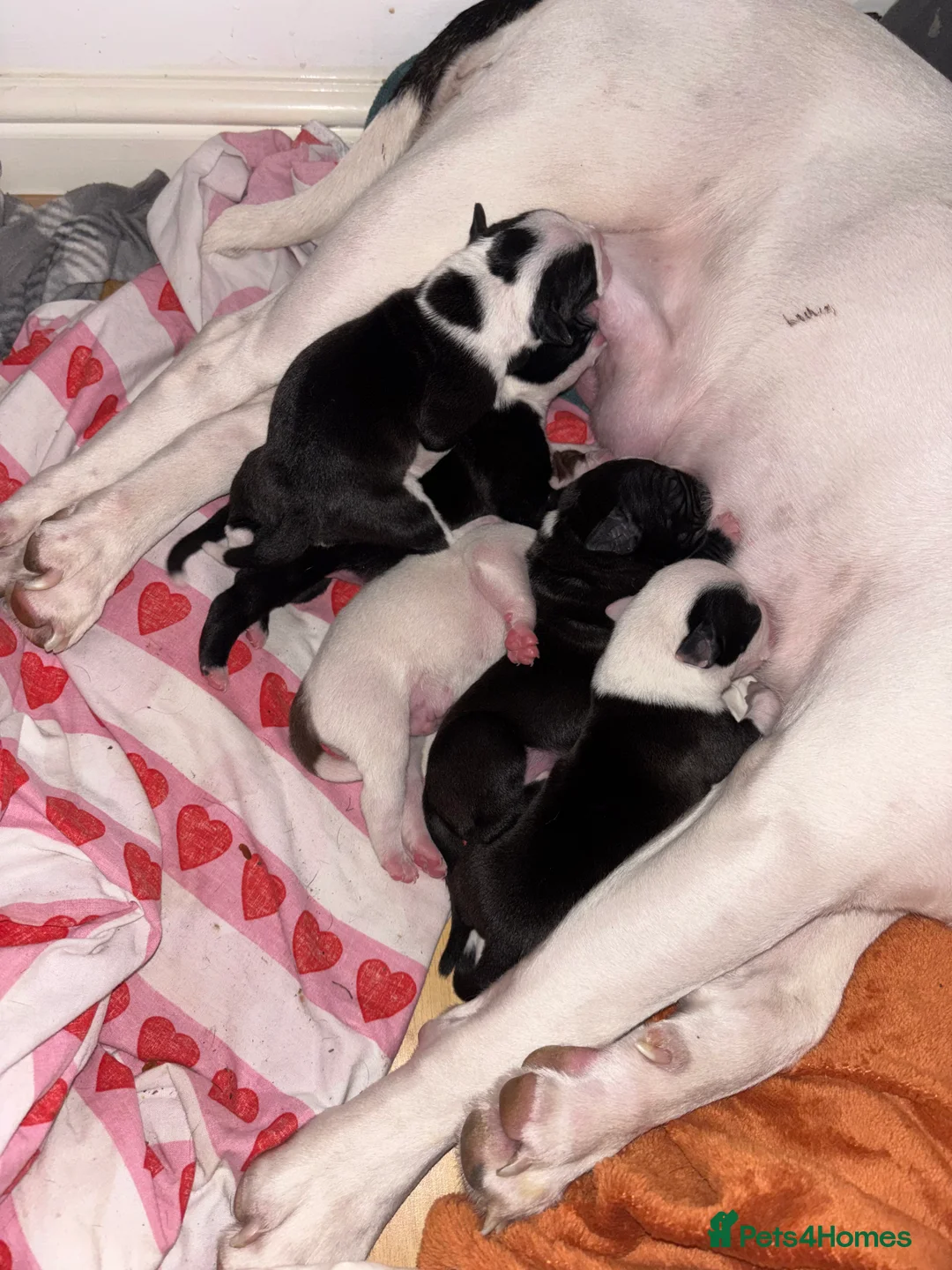 Staffordshire Bull Terrier dogs for sale: Staffy Puppies  - Advert 1