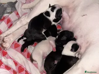 Staffordshire Bull Terrier dogs Staffy Puppies - Advert 6