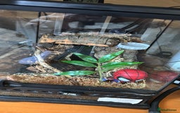 Spiders invertebrates for sale: Antilles pink toe Tarantula (Caribena Versicolor) - Image 5
