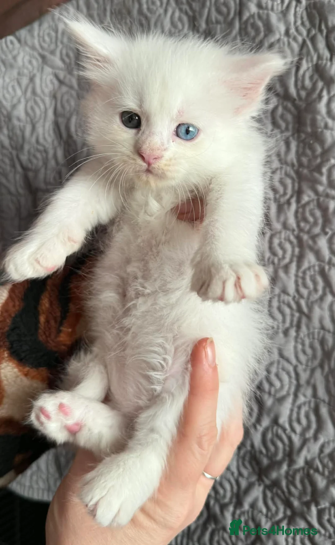 Maine Coon cats for sale: Stunning Polydactyl Maine Coon Kittens for Sale  - Advert 11