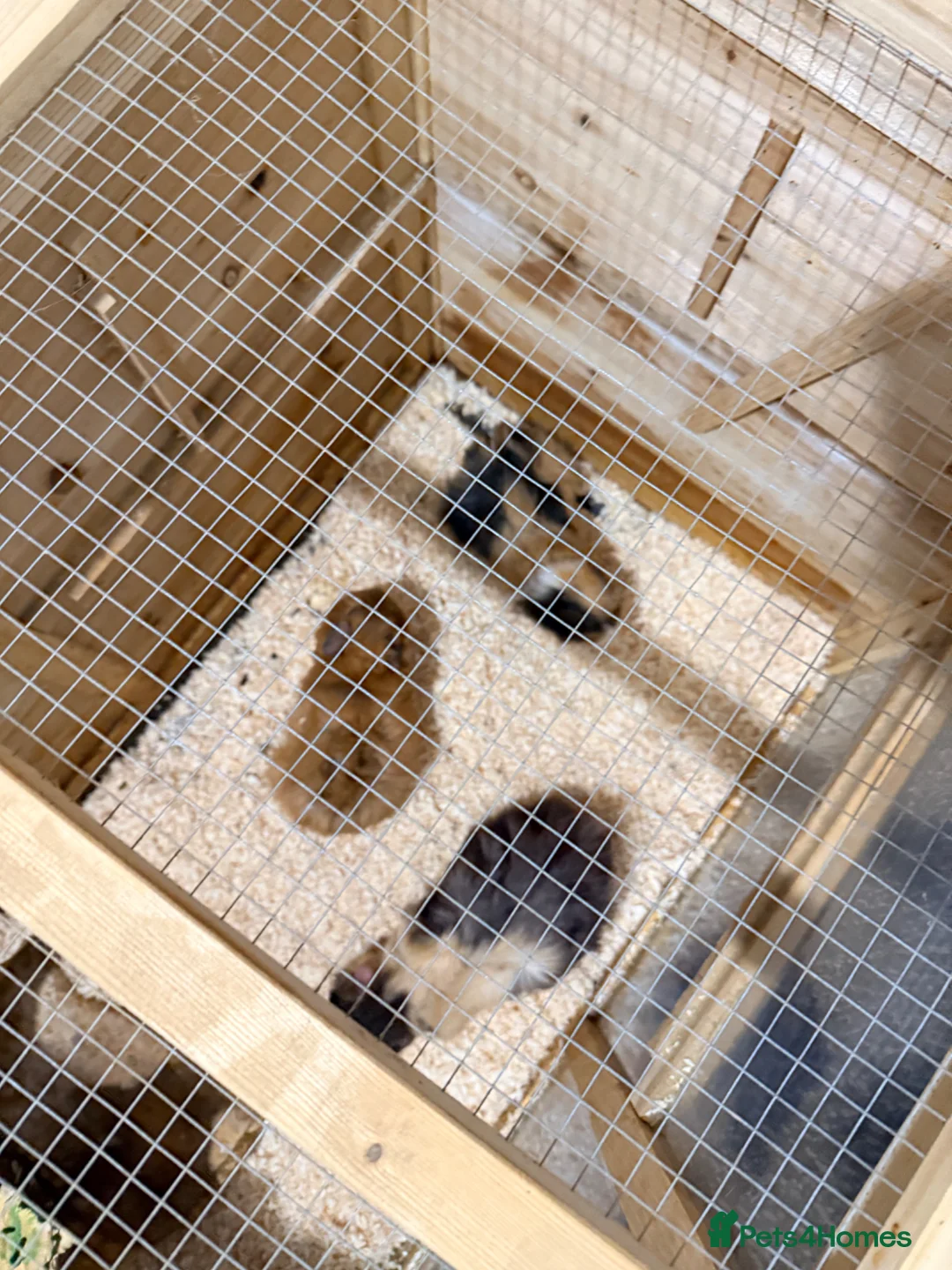 Guinea Pig rodents for sale:     Adorable Trio of Guinea Pigs with Cage      in Ipswich - Advert 6