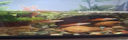 Turtle reptiles for sale: Musk Turtles in Chichester - Advert 8