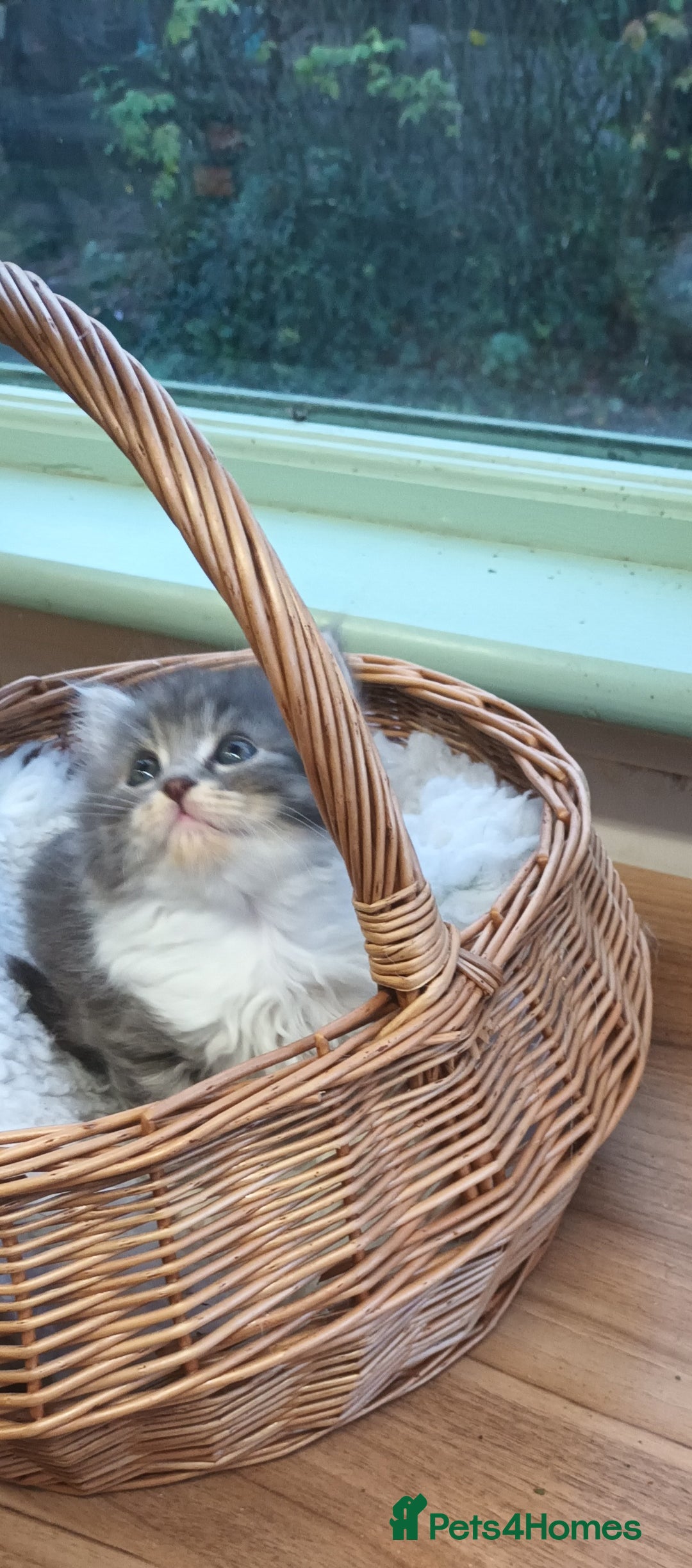 Mixed Breed cats for sale: GORGEOUS KITTENS FOR SALE - Advert 5