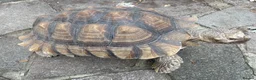 Tortoise reptiles for sale: Sulcata tortoise African  in Basildon - Advert 6