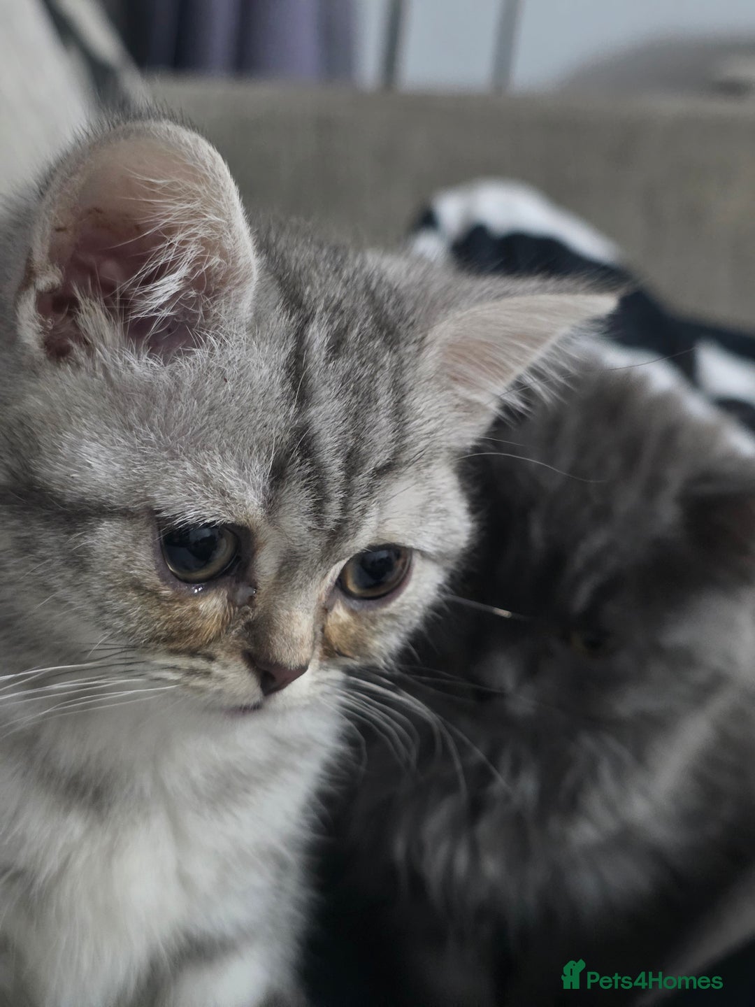 British Shorthair cats for sale: British shorthair - Advert 6