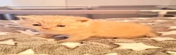 British Shorthair cats for sale: Beautiful British shorthair looking for a home - Advert 6