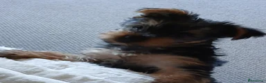 Yorkshire Terrier Puppy 1