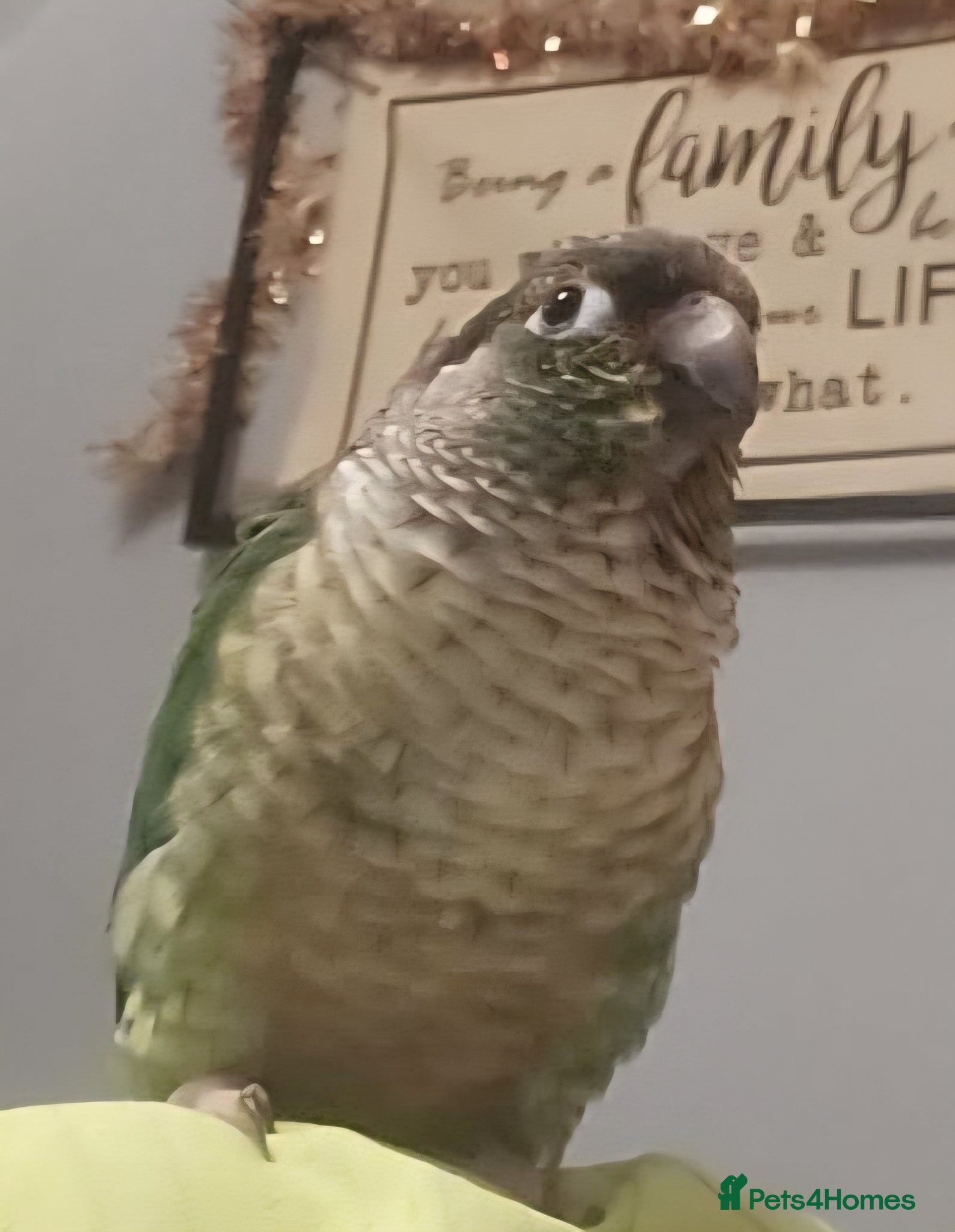 Conures birds Little man buddy aka buttons the conure. - Advert 1