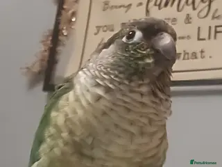 Conures birds Little man buddy aka buttons the conure. - Advert 8