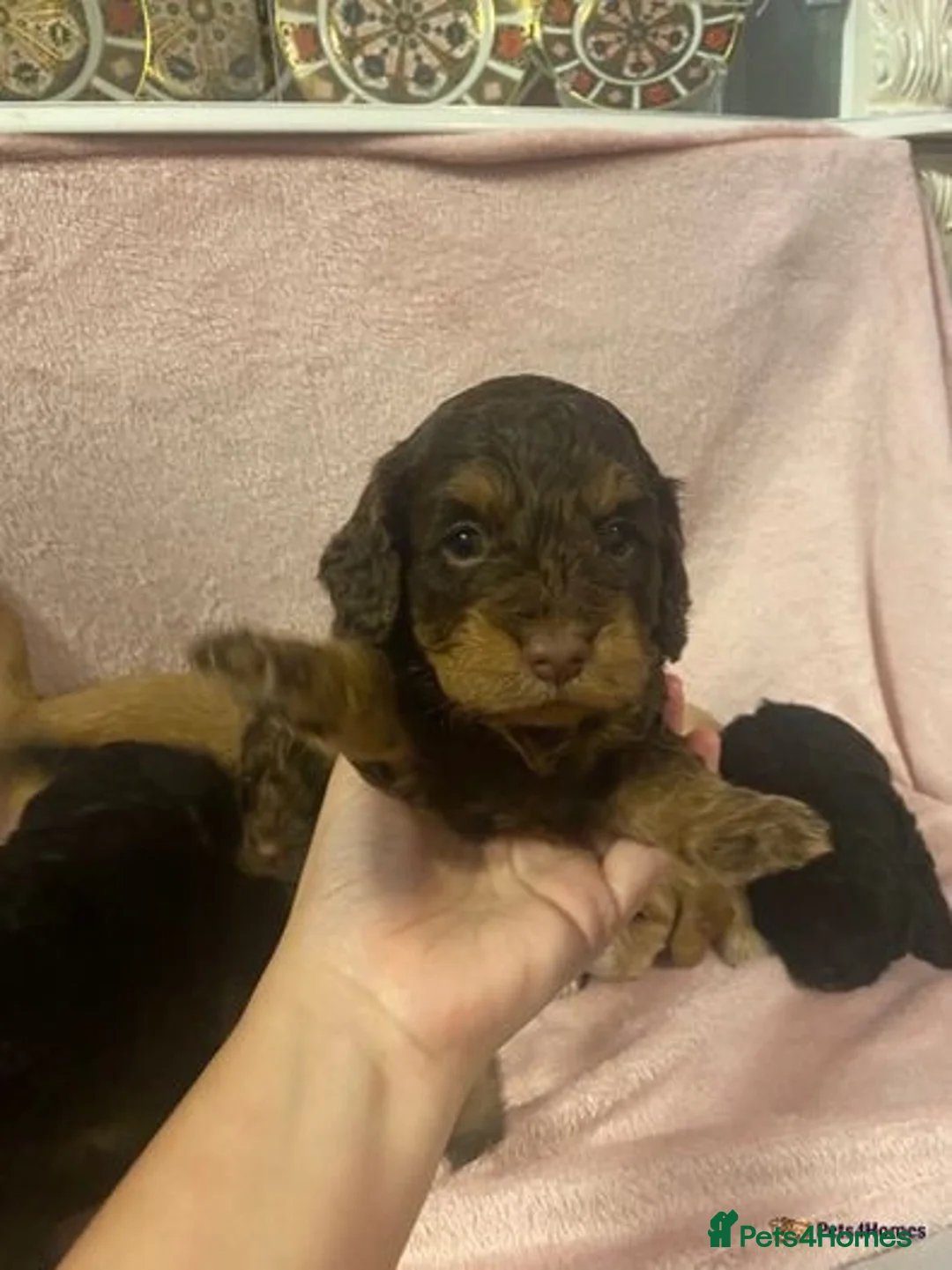 Toy Poodle dogs for stud: PRA Clear,Kc reg,proven toy poodle in Manchester - Advert 6