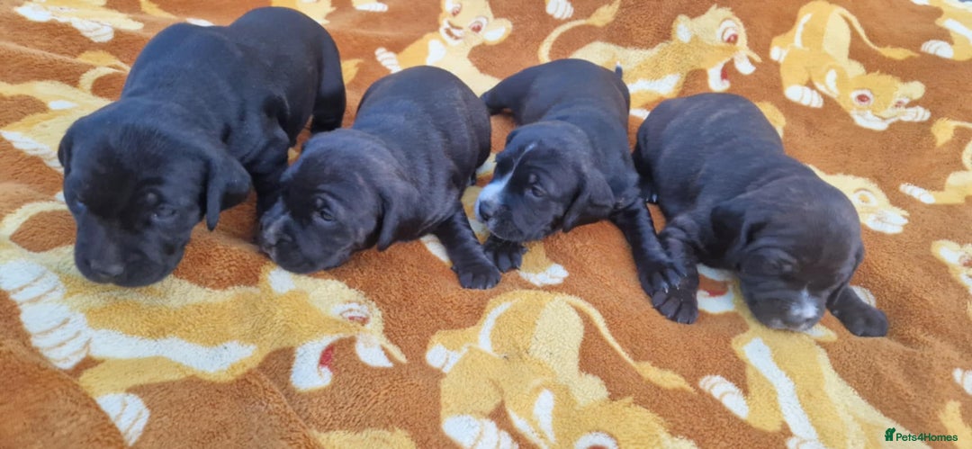 Mixed Breed dogs for sale: Staffy cross cocker spaniel pups for sale  - Image 2