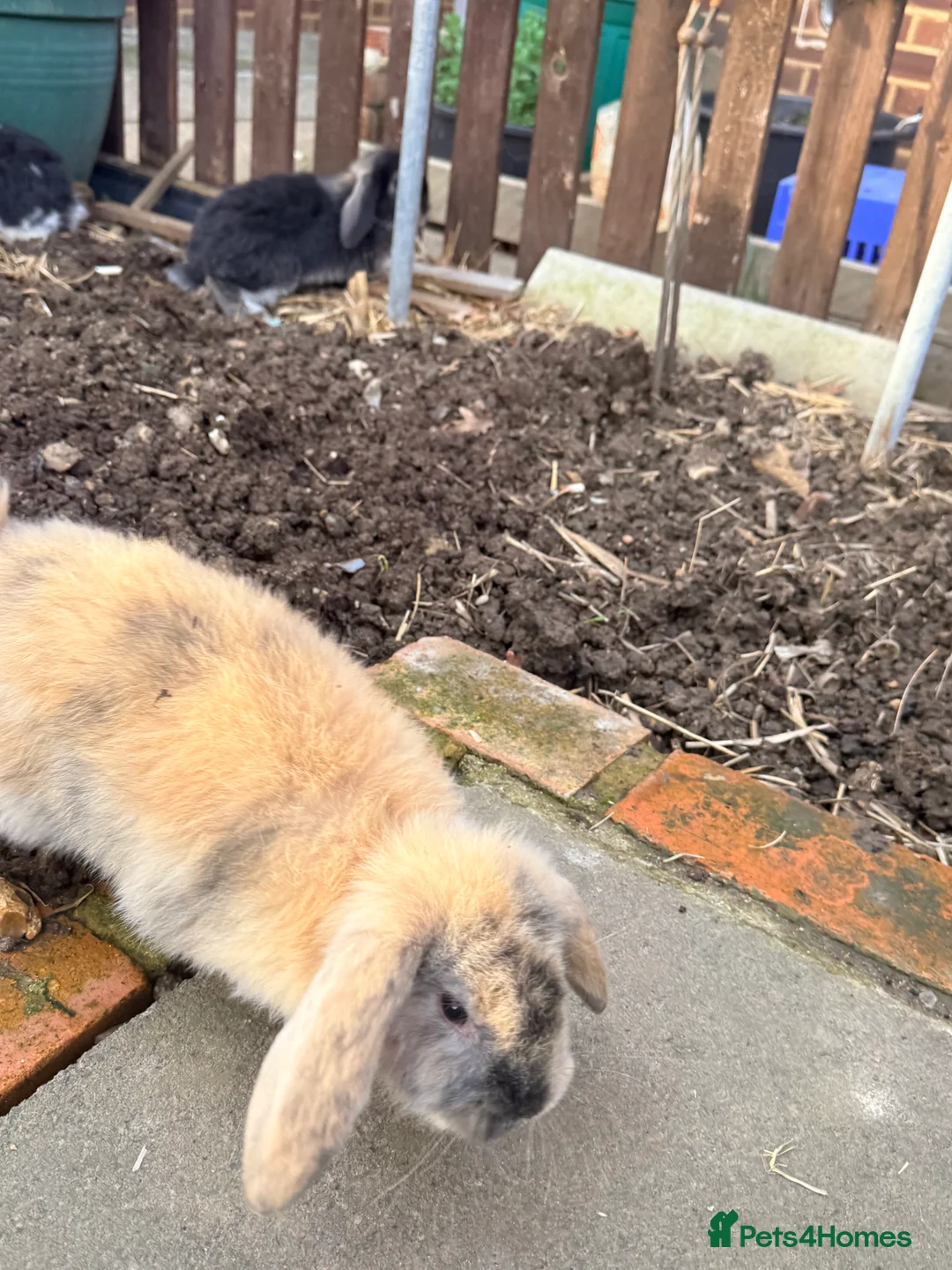 French Lop rabbits for sale: Litter Of Giant French Lops🐰 - Advert 5