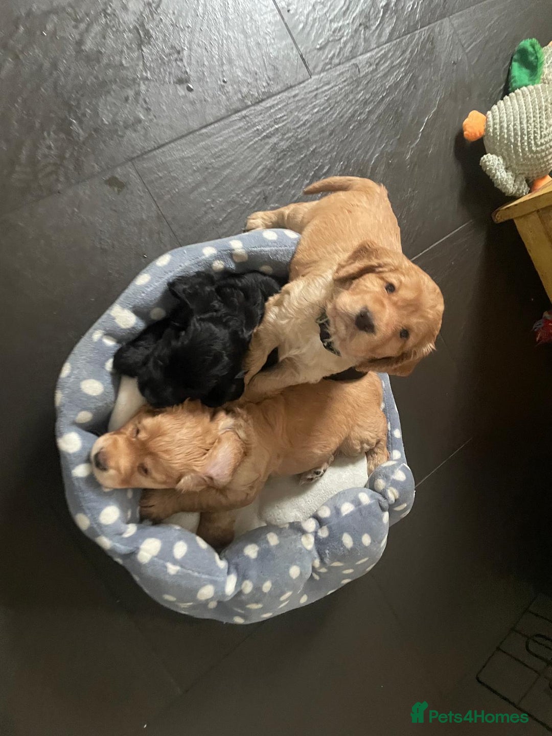 Cocker Spaniel dogs for sale: Working Cocker Spaniels - Image 28