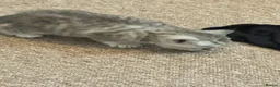British Shorthair cats for sale: 1x boy left for sale British short hair tabby - Advert 2