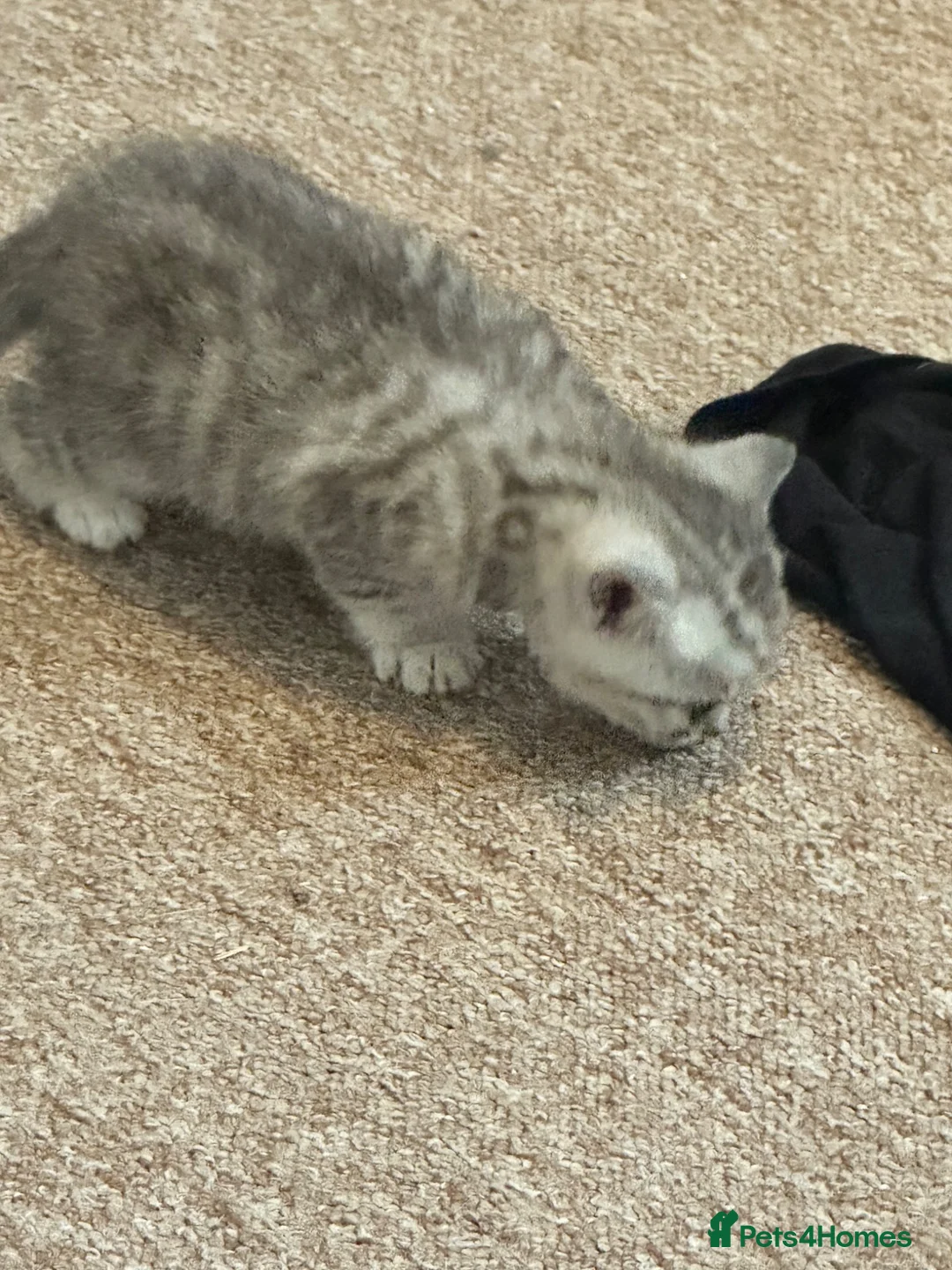 British Shorthair cats for sale: 1x boy left for sale British short hair tabby - Advert 2
