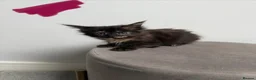 Maine Coon cats for sale: Ready now 😻 - Advert 25