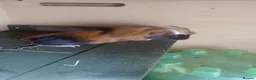 Guinea Pig rodents for sale: male guinea pigs - Advert 2