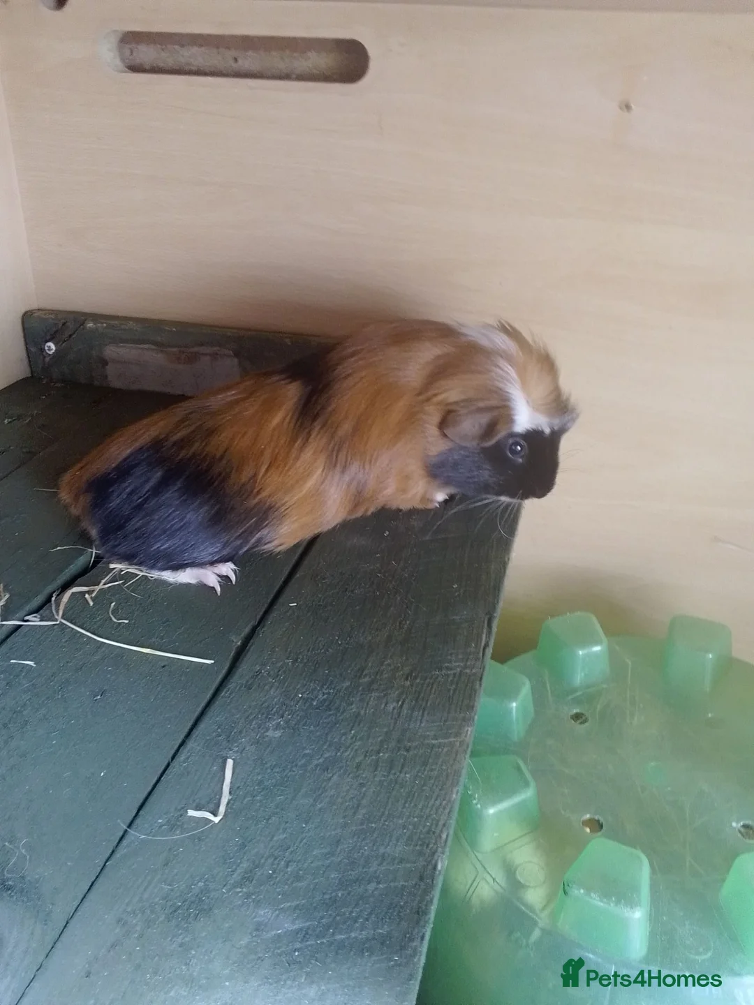 Guinea Pig rodents for sale: male guinea pigs - Advert 2