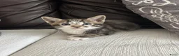 Turkish Angora cats for sale: Beautiful Kittens  - Advert 7