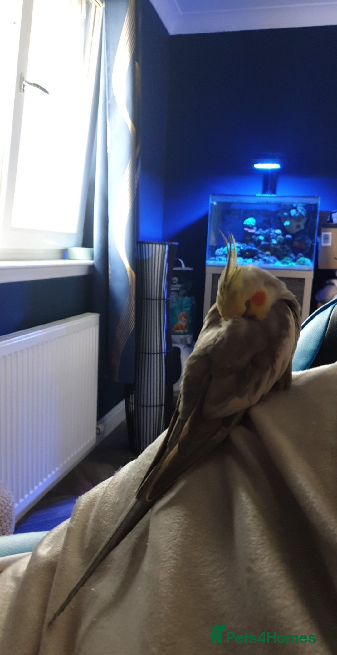 Cockatiels birds for sale: Hand reared male cinnamon cockateil  - Advert 6