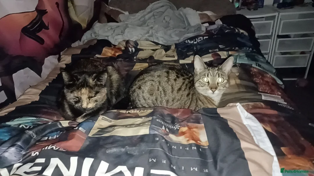 Mixed Breed cats for sale: Female cat  - Advert 2