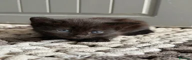 Female 2