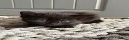 Mixed Breed cats for sale: 4 Beautiful Kittens Looking for Their Forever Home - Advert 7