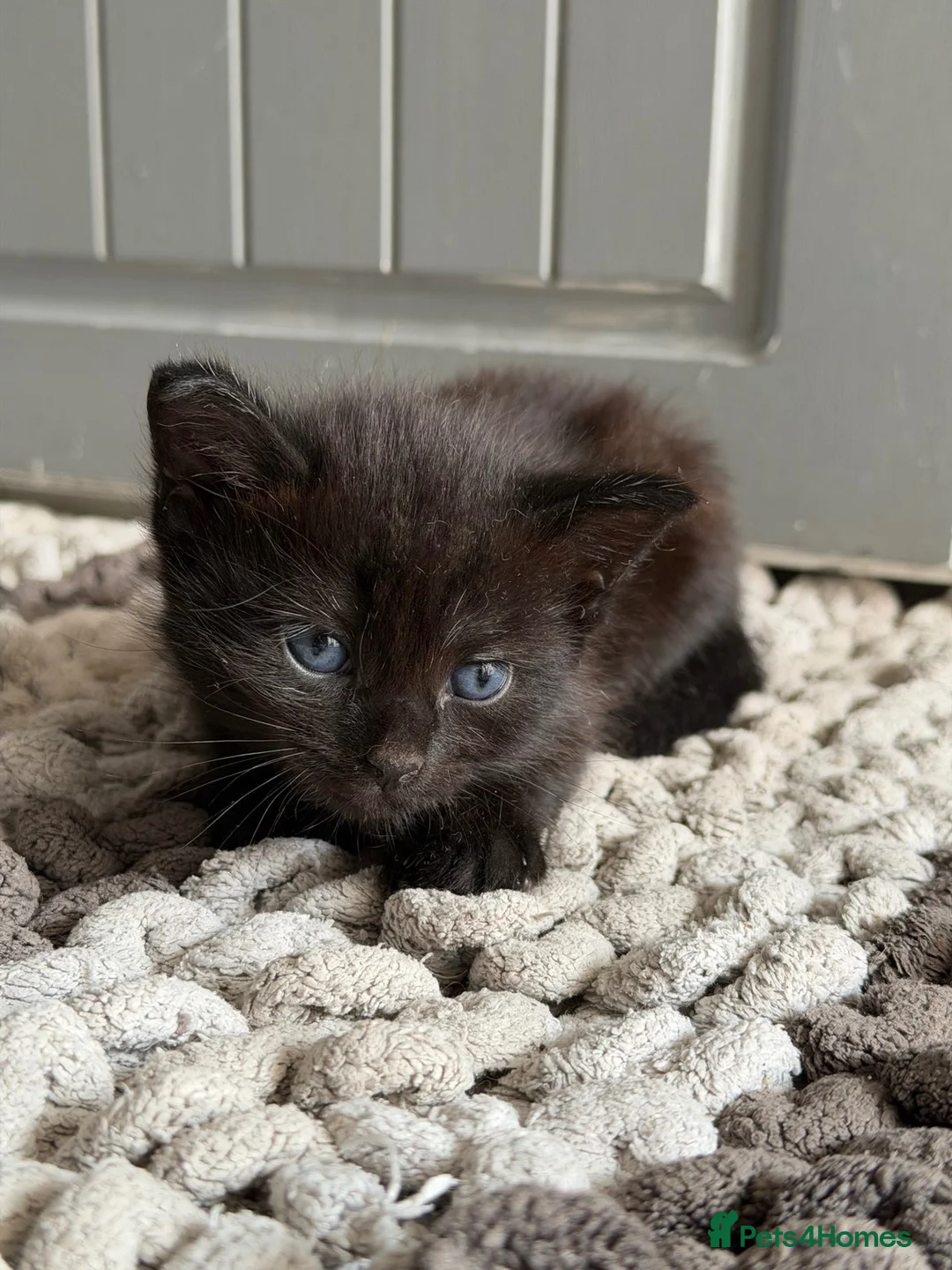 Mixed Breed cats for sale: 4 Beautiful Kittens Looking for Their Forever Home - Advert 7