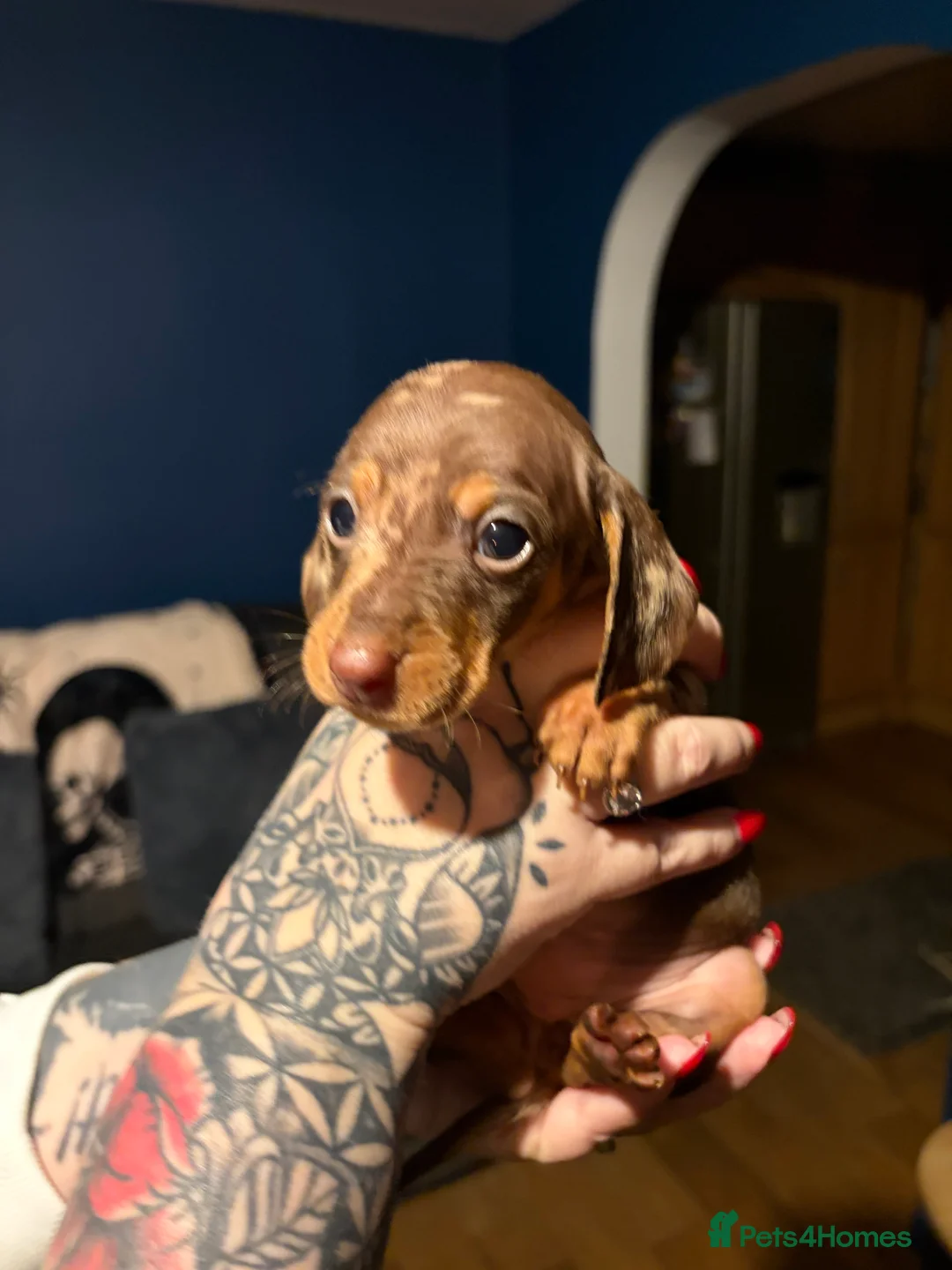 Miniature Dachshund dogs for sale: Miniature long haired Dachshund  - Advert 12
