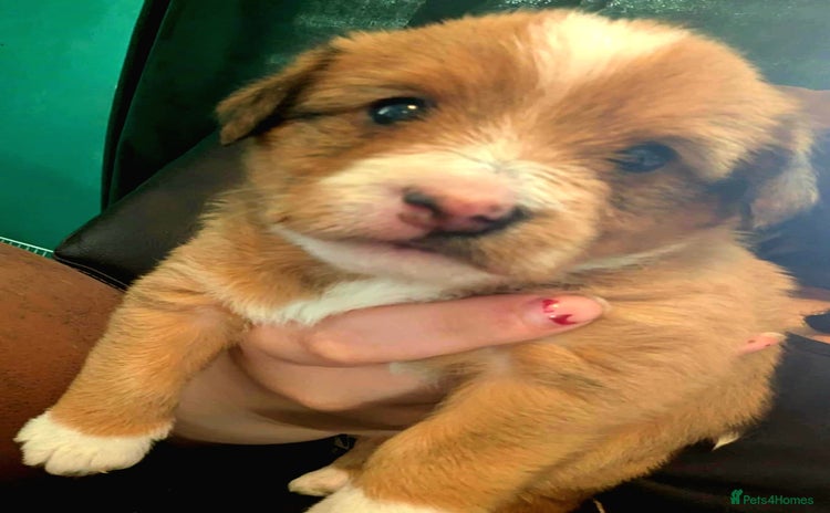 Mixed Breed dogs - Advert 11