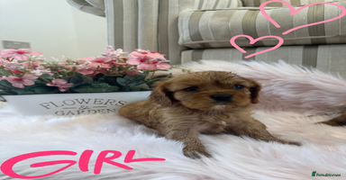 Cavalier King Charles Spaniel dogs - Advert 8