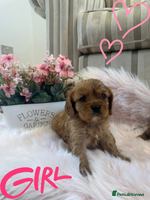 Cavalier King Charles Spaniel dogs - Advert 3