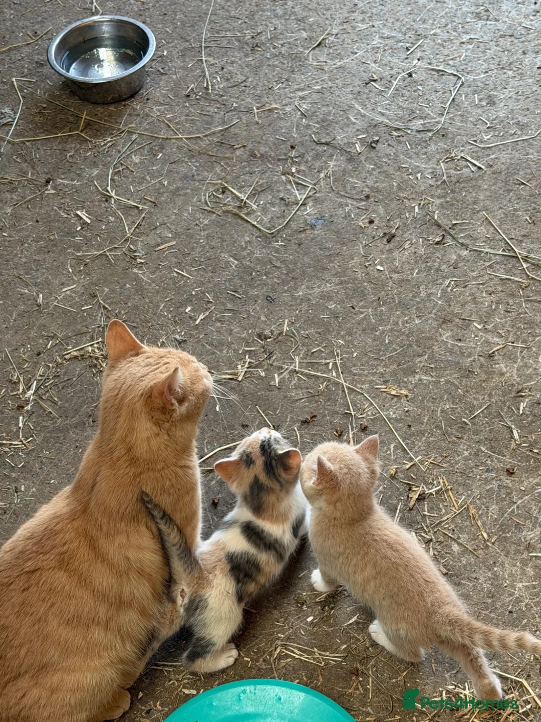 Mixed Breed cats for sale: Rare coloured kittens - Advert 12