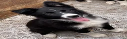Border Collie dogs for sale: 6 adorable border collie pups in Bala - Advert 4
