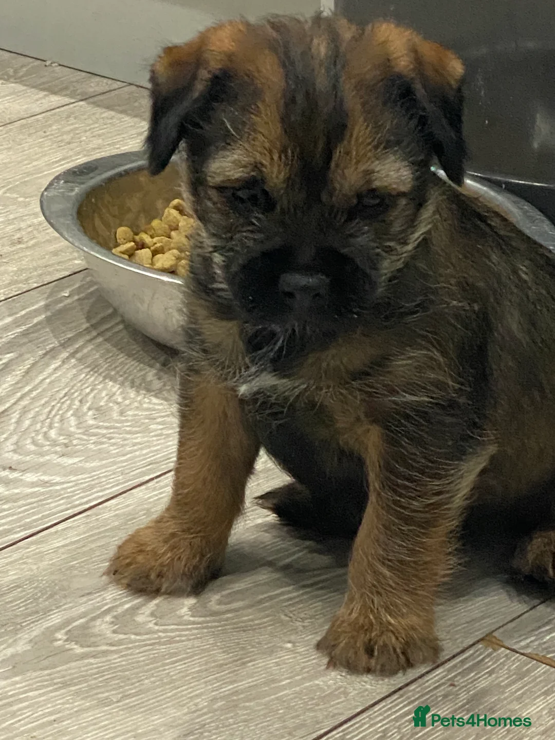 Border Terrier dogs for sale: Border Terrier Puppy Bitch - Advert 5