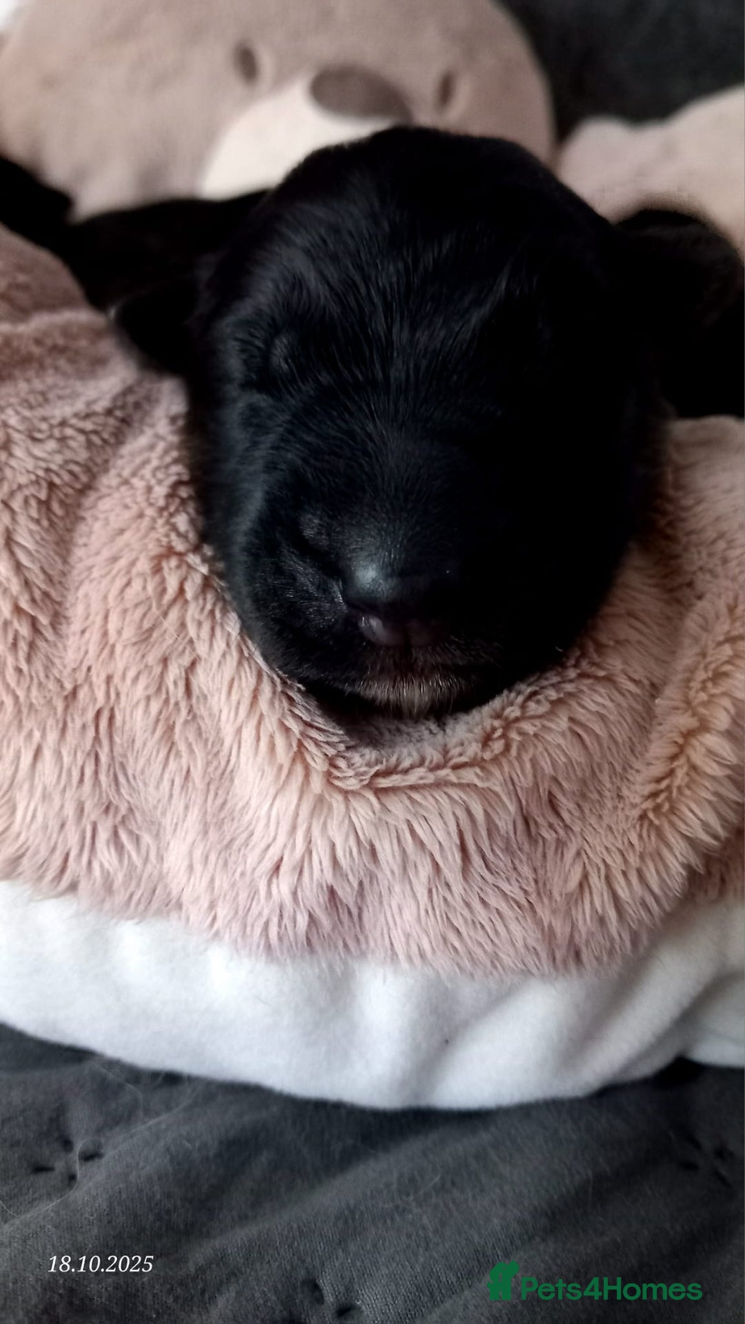 German Shepherd dogs for sale: Excellent Long-Haired German Shepherd Puppies. KC. - Image 8