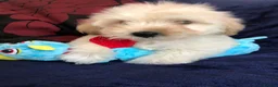 Maltipoo dogs for sale: Maltipoo puppies forsale - Advert 18