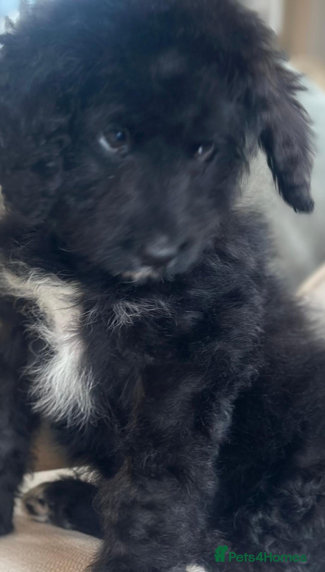 Bernedoodle dogs for sale: F1 STANDARD BERNADOODLE BOY - Image 2