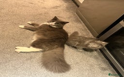 Siberian cats for sale: male and female - Image 8