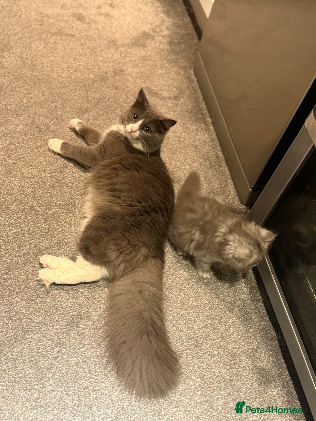 Siberian cats for sale: male and female - Image 8