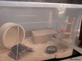 Hamster rodents Syrian Hamster with secure enclosure - Advert 1