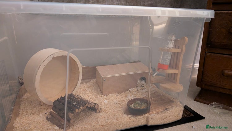 Hamster rodents Syrian Hamster with secure enclosure - Advert 1
