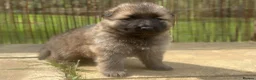 German Shepherd dogs for sale: Stunning German Shepherd puppies for sale  in Templecombe - Advert 13