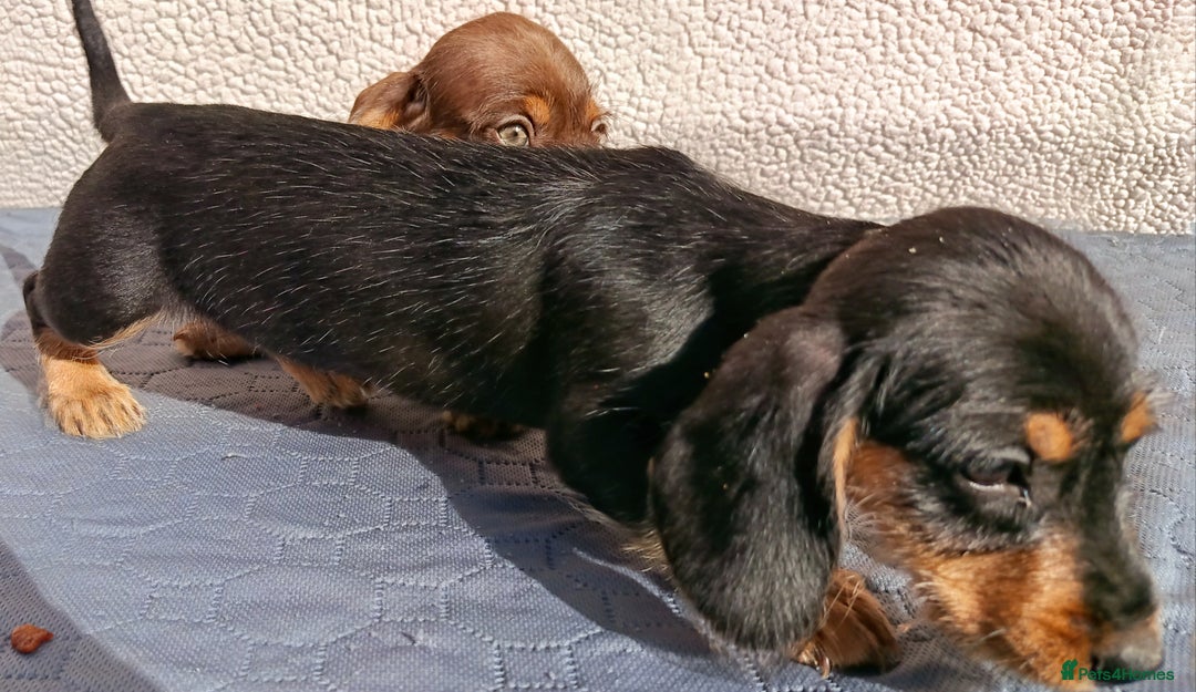 Miniature Dachshund dogs for sale: MINI WIRE READY NOW PRA LAFORA CLEAR  - Image 12