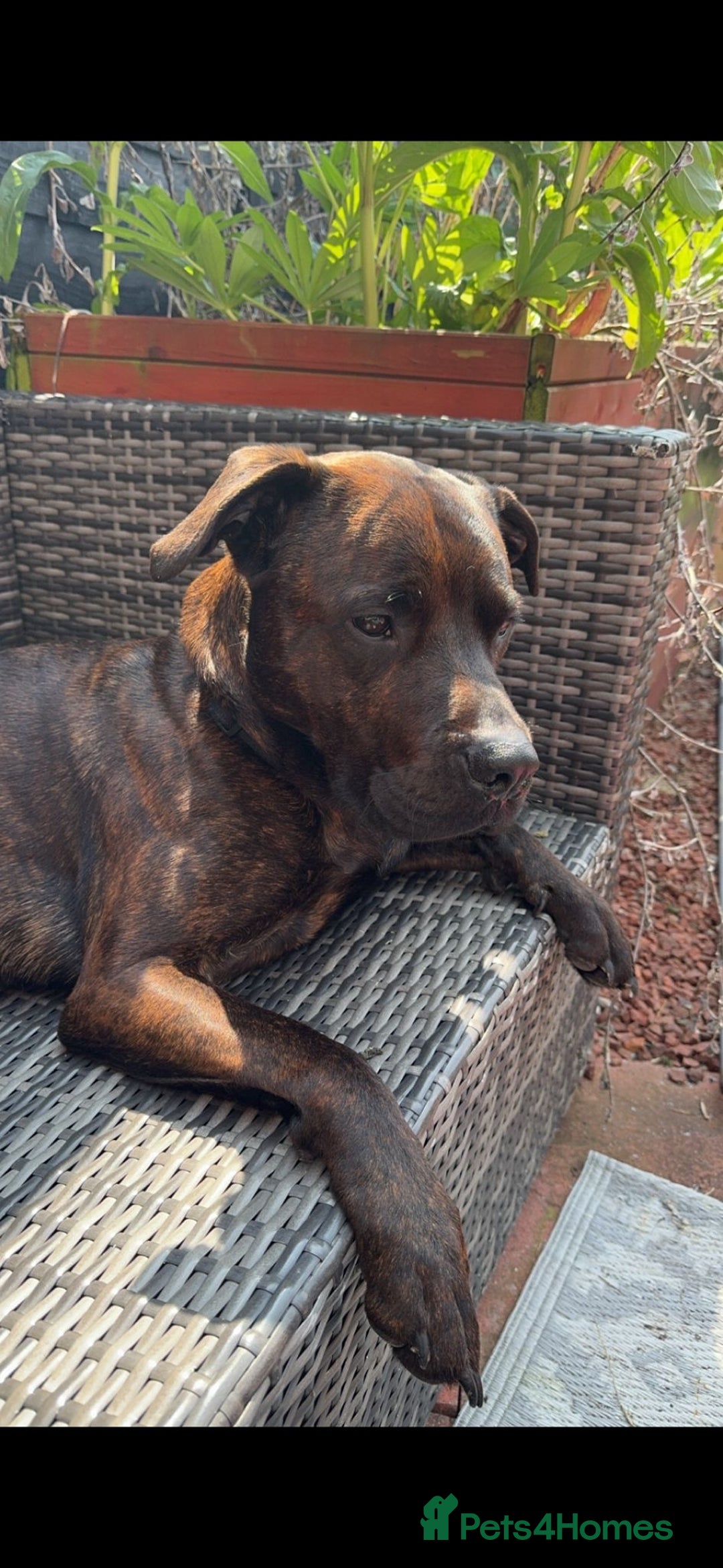 Mixed Breed dogs for sale: 4 year old male staffy mastiff cross - Advert 6