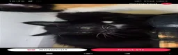 Mixed Breed cats for sale: 4 beautiful female tuxedo kittens in Aylesbury - Advert 6