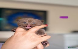 British Shorthair cats for sale: British shorthair blue kitten - Image 1