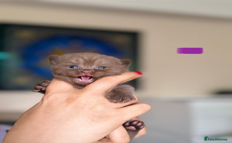 British Shorthair cats - Advert 3