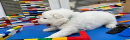 Samoyed dogs for sale: Bundle of joy 3 Puppy - Advert 36